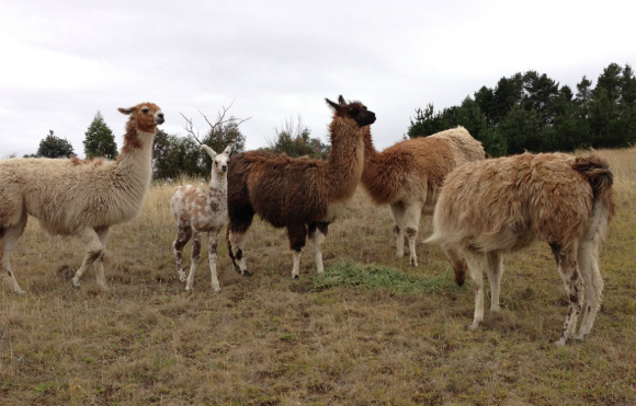 our llama girls