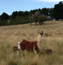 baby llama and mum