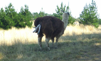 llama birth