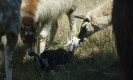 newborn baby llama