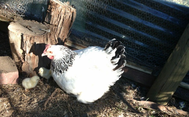 wheaten maran chicks