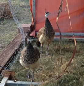 peahens